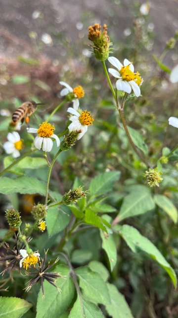 👣🏃‍♀️👣