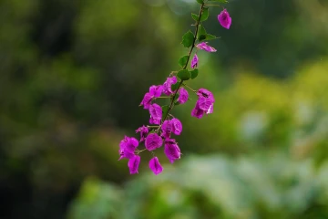 【美丽深圳,活力鹏城】皇岗公园抓拍记