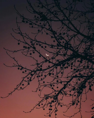 月上枝头，人约黄昏后。