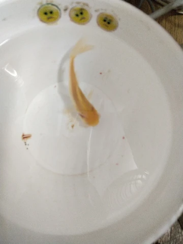 万事胜意！！！