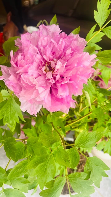 正月初十祝福大家都十全十美!🙏🙏🙏