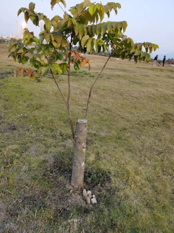 这棵树有故事。