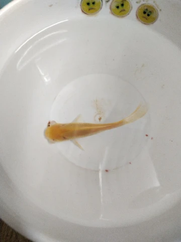 万事胜意！！！