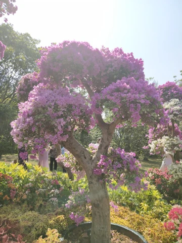 #春日唤醒计划#