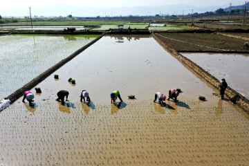 插秧还是件累人的农活