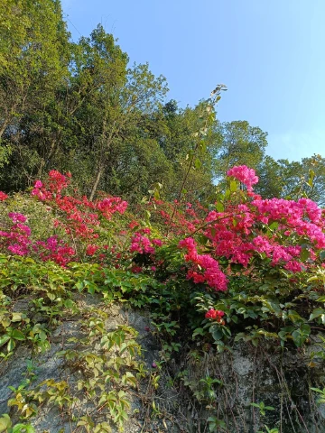 #我在深圳走花路#深圳市花美,空气好