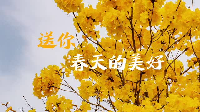 在慢下来的深圳，送你春天的美好