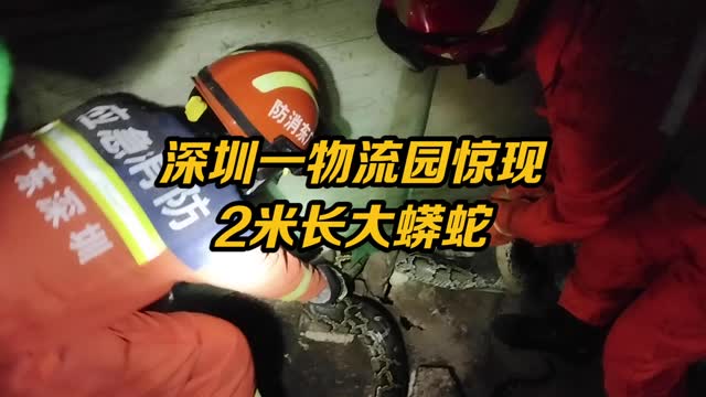 鸡棚惊现2米长蟒蛇！消防员与其整整缠斗了20分钟