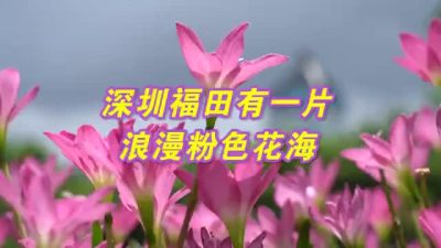 深圳中心公园有一片浪漫粉色花海，七夕带她一起打卡吧！