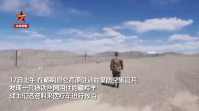 暖心！高原驻训官兵救治受伤藏羚羊