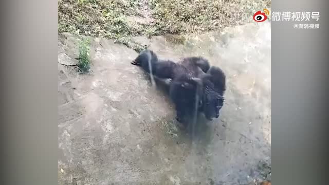 黑猩猩模仿游客比赛做俯卧撑，网友：比我做的都标准