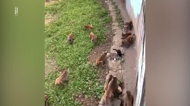 公园称总有人故意把猫扔进猴山拍视频
