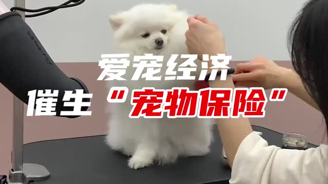 爱宠经济催生“宠物保险”