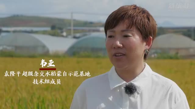 袁隆平超级稻连续4年亩产超1100千克