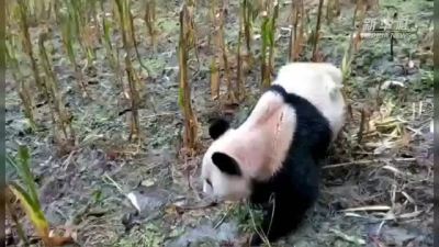 四川农户庄稼地发现野生大熊猫，已被实施麻醉送往成都做检查