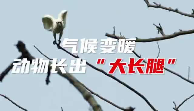 气候变暖导致动物演化出大长腿