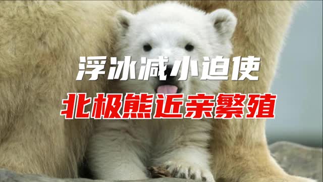 气候变化导致北极熊近亲繁殖