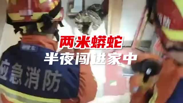 两米蟒蛇半夜窜进家中