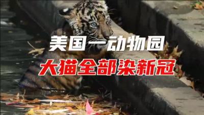 疫情蔓延动物界 美国一动物园老虎狮子全部感染新冠