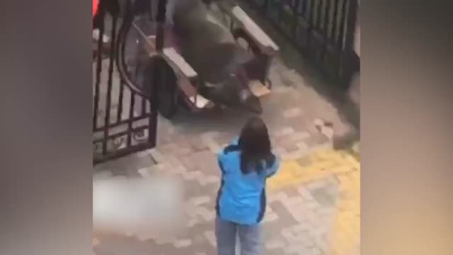 400余斤野猪闯入小区被民警击毙