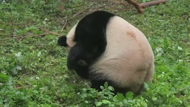 大熊猫为啥被“降级”？揭秘来了