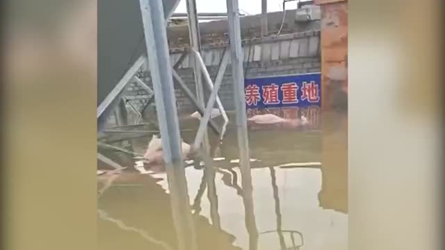 山西一养猪场800头猪被淹仅2头存活