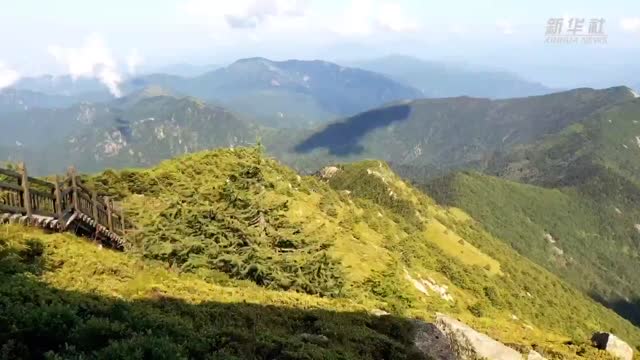你听说过秦岭无闲草吗？