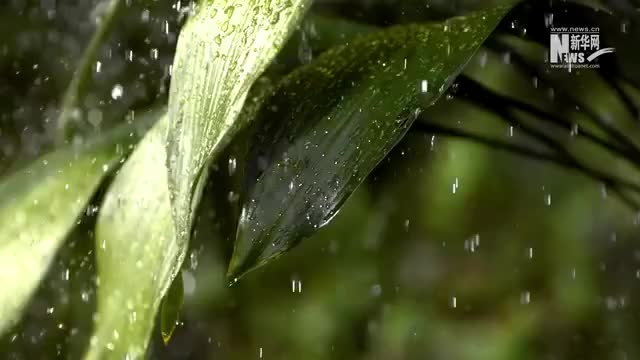 听，生物多样声