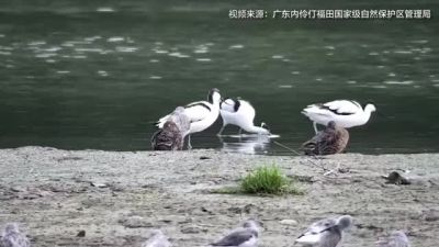 捕捉到两只白琵鹭的身影！黑翅长脚鹬、红脚鹬、泽鹬等多种候鸟已成群抵达深圳