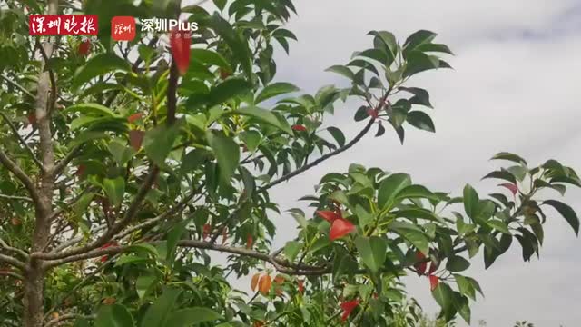 深秋降温带来南国奇景 快看！坝光海滩的那片艳丽红叶