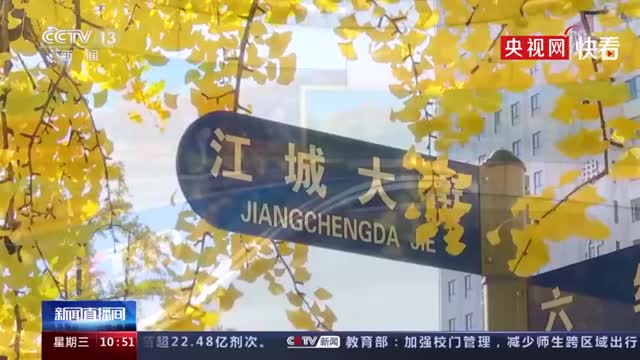 秋意浓！辽宁丹东百年银杏老街满树金黄