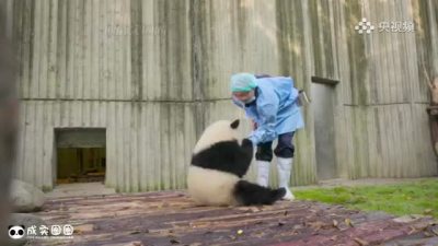 被熊猫追着抱大腿是什么体验