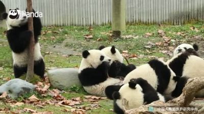 熊猫们的聚会是什么样子的