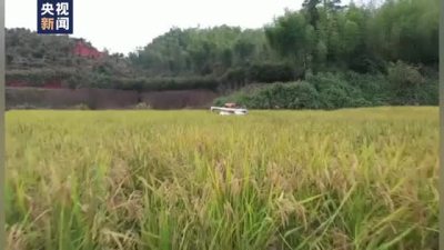 袁隆平参与研发的巨型稻已2米高