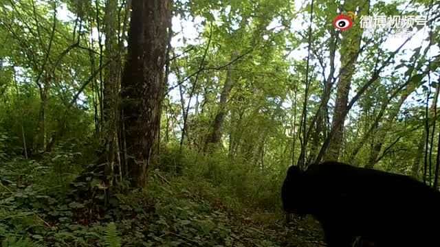野生动物频频上镜
