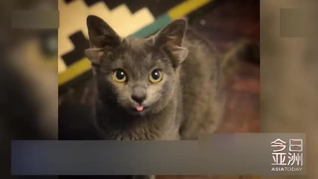 太可爱！土耳其四只耳朵猫咪像小鹿