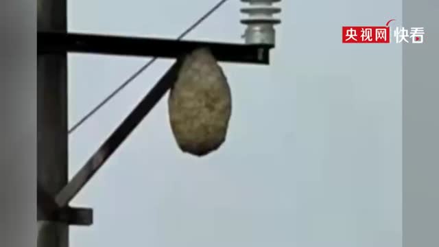 1天11个！重庆用无人机清除巨型马蜂窝