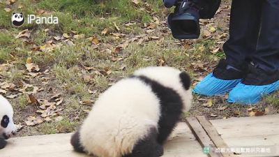 熊猫宝宝求抱抱被拒绝会怎样