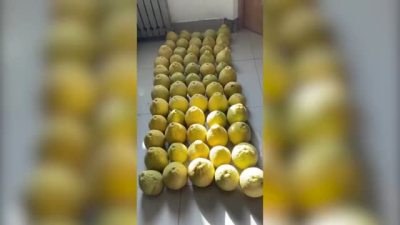 女儿外地上学父亲寄来77公斤柚子