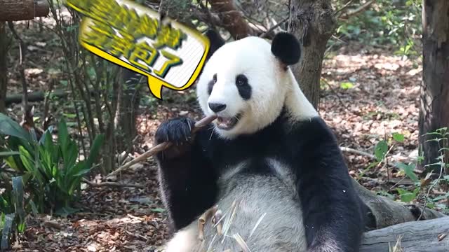 成都大熊猫博物馆恢复对外开放，线上预约免费参观