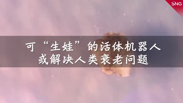 全球首个可繁殖活体机器人，或为人体修复带来新突破