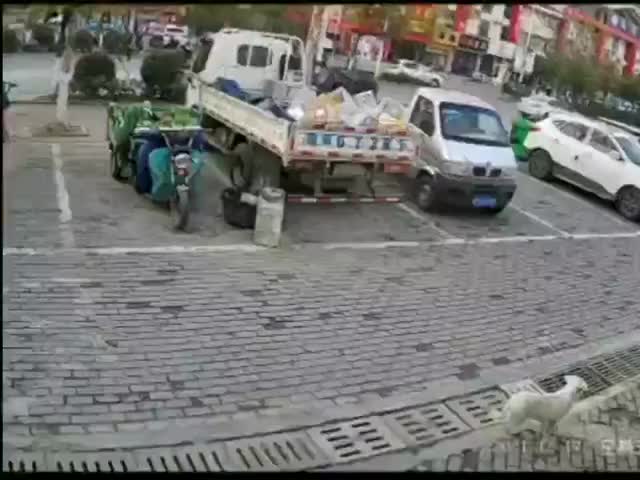 骑摩托车“射毒针”盗狗，安徽一名嫌疑人自首