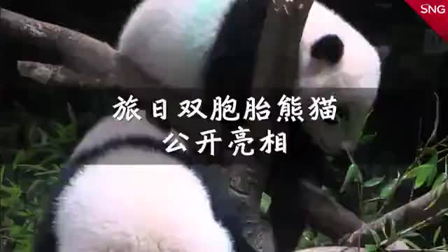 参观旅日双胞胎大熊猫需抽签
