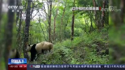 野生大熊猫蹭痒被红外相机拍下