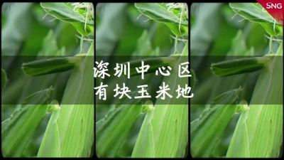 长势喜人！深圳市中心有3000平米的玉米地