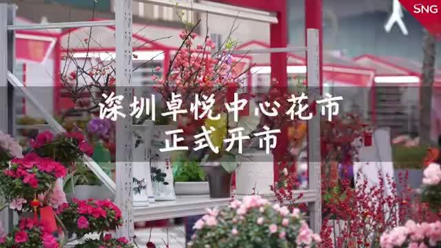 深圳迎春花市主会场正式开市