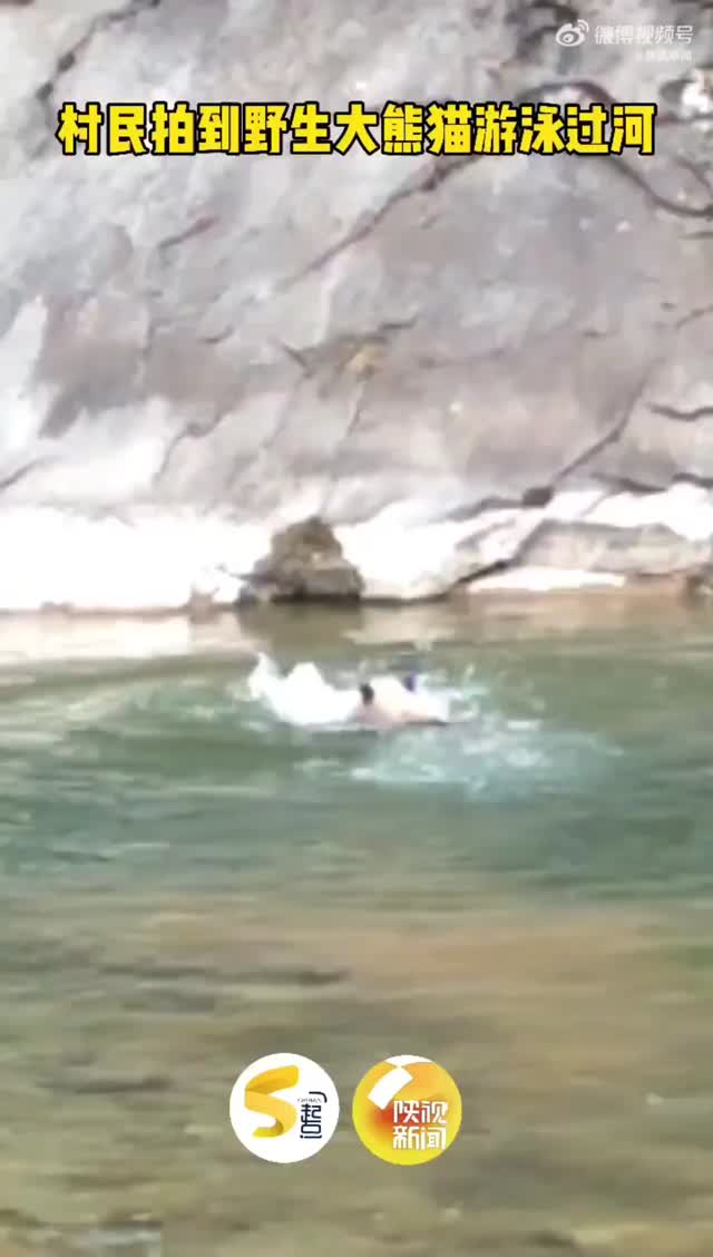 视频丨陕西宝鸡一野生大熊猫游泳过河，憨态可掬 
