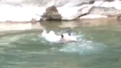 宝鸡村民拍到野生大熊猫游泳过河攀岩