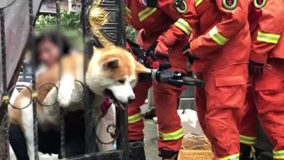 秋田犬被卡进铁门主人求助消防救出
