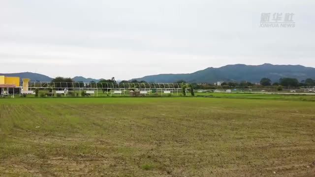 视频 | 广州：春暖插秧进行时